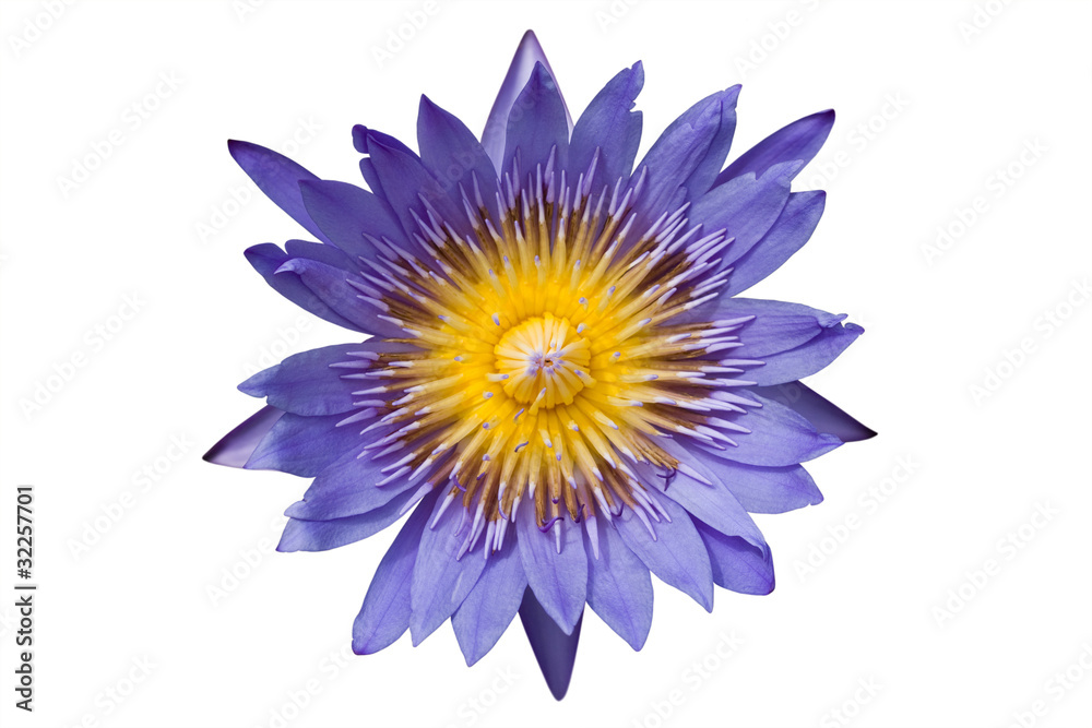 Lotus isolated on white Lotus isolated on white