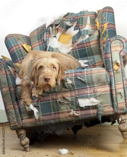 Dog demolishes chair