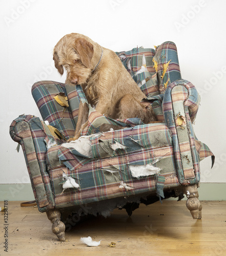 Dog demolishes chair