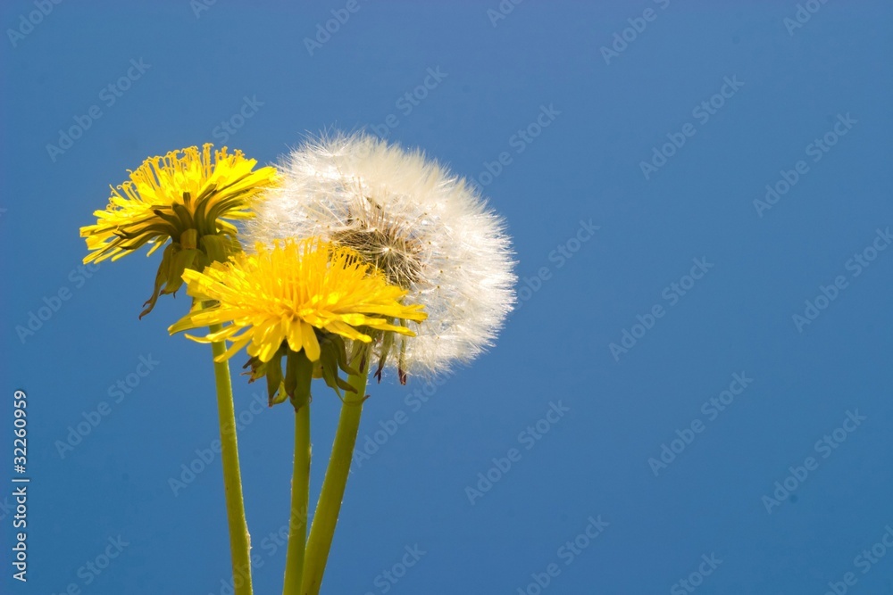 Obraz premium flowers