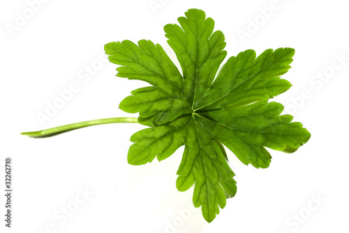 geranium leaf photo