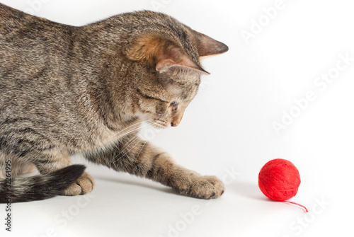 Fotografia playful cat with clew