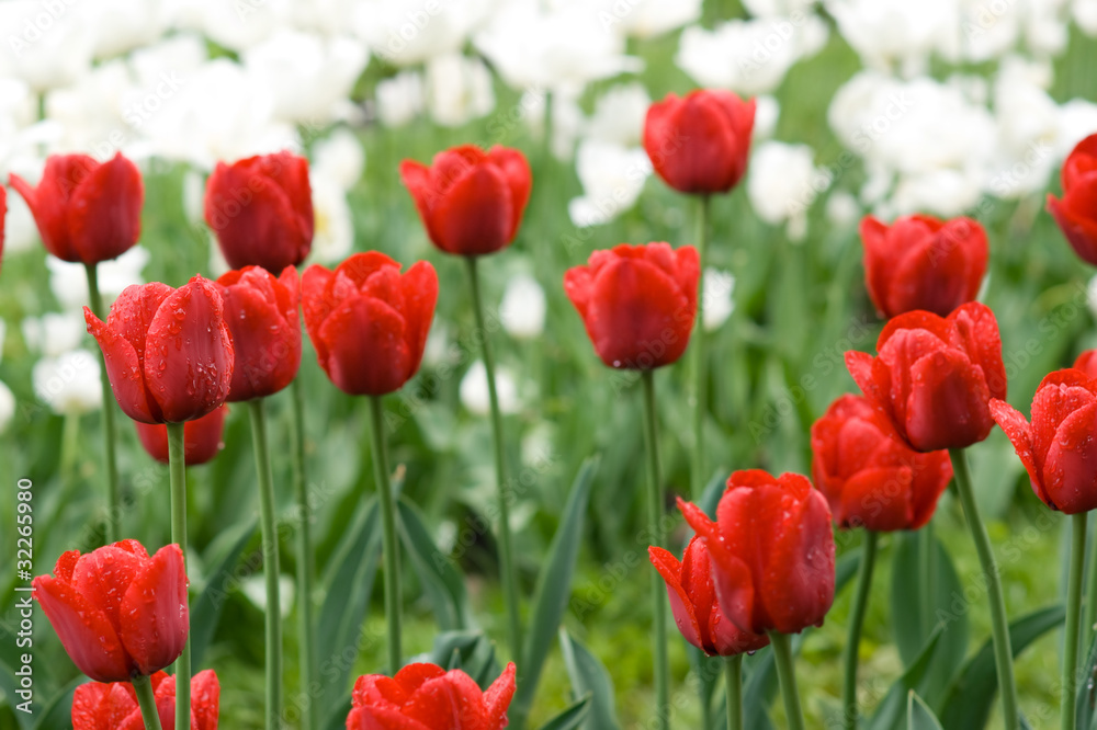 Red tulips