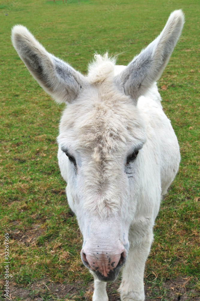 Obraz premium White Donkey