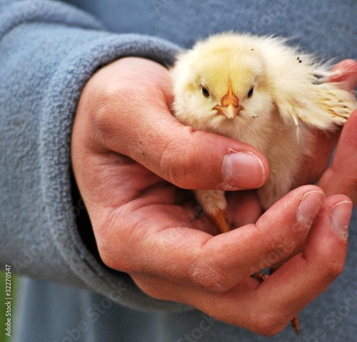 Gelbes kücken, in Hand gehalten, auf Farm. photo