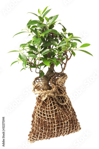 Bonsai tree isolated on white