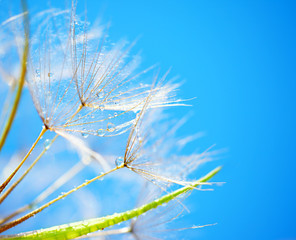 Fotobehang Paardenbloem met waterdruppels Zachte paardenbloembloemen in detail  © Anna Om