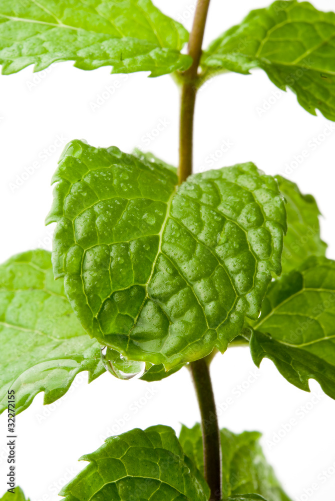 mint mint
