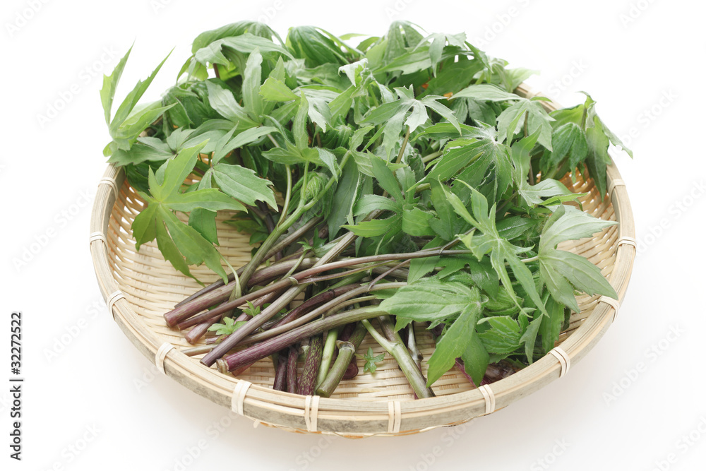 ザルに盛ったシドケ