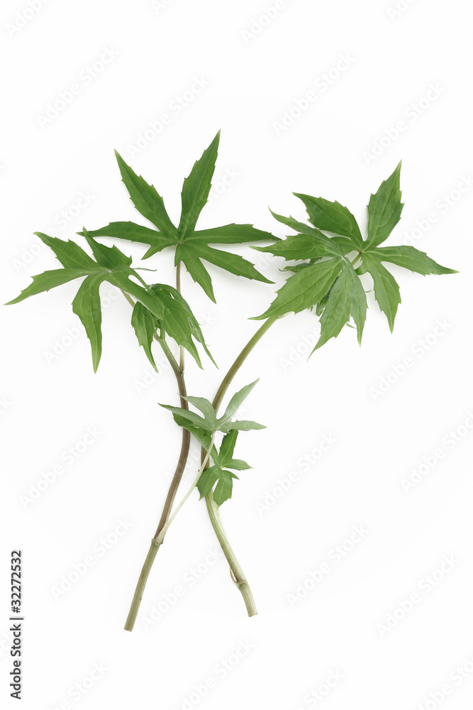 Naklejka premium シドケ（モミジガサ）