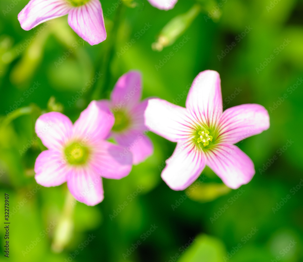 spring tiny flower spring tiny flower