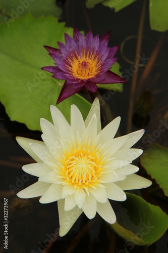 Yellow and purple water lilies on green leaves background