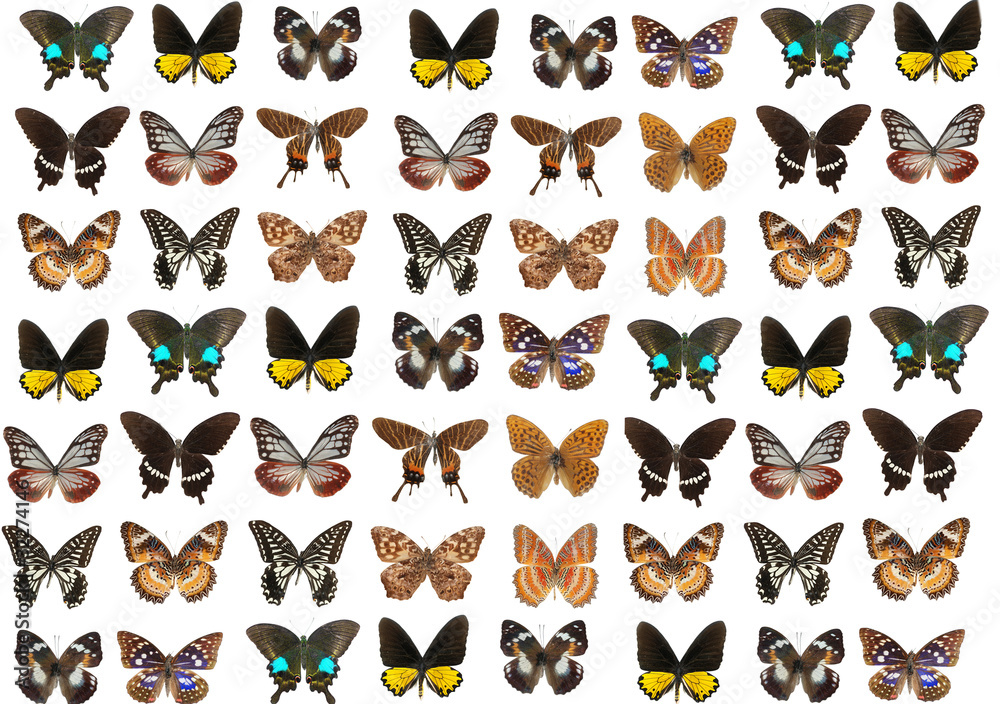 lepidoptera butterfly lepidoptera butterfly