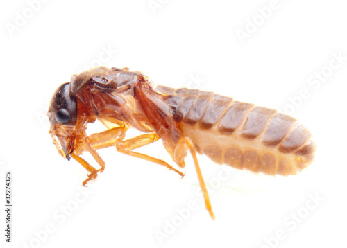 insect termite white ant