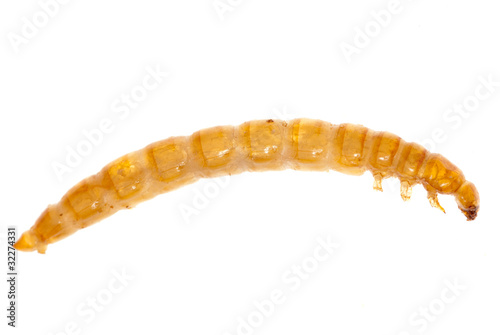 yellow meal worm