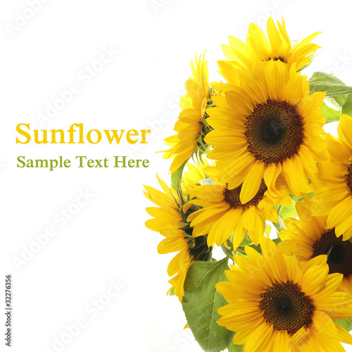 Fototapeta Naklejka Na Ścianę i Meble -  Sunflower