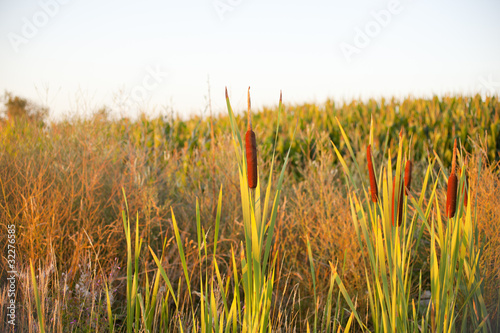 Cane thicket in the countryside photo