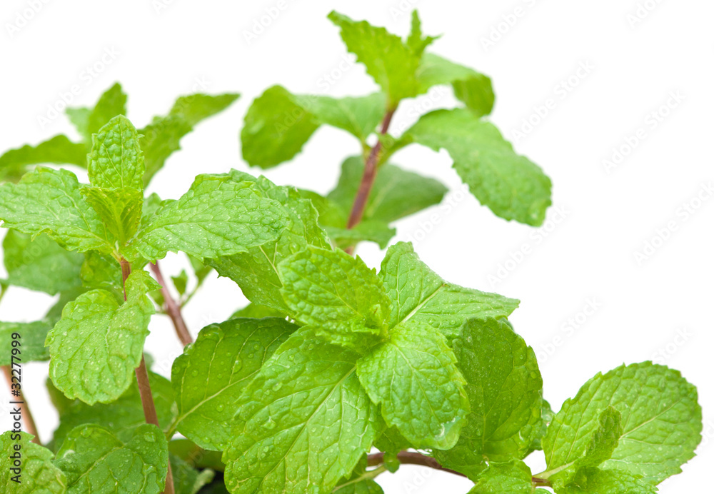 menthe verte menthe verte