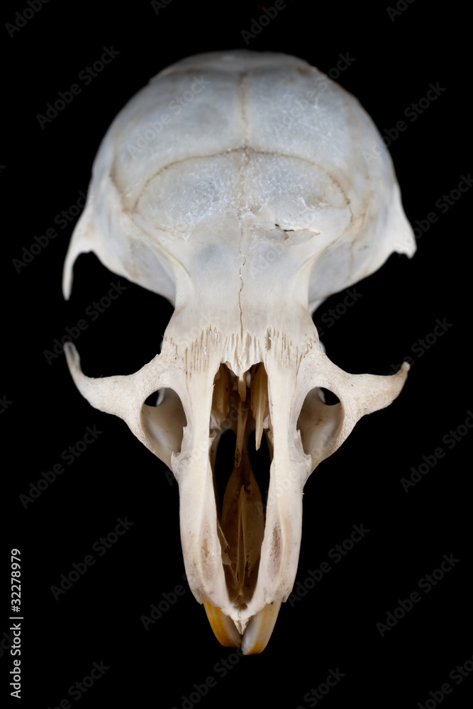 Mouse skull Mouse skull