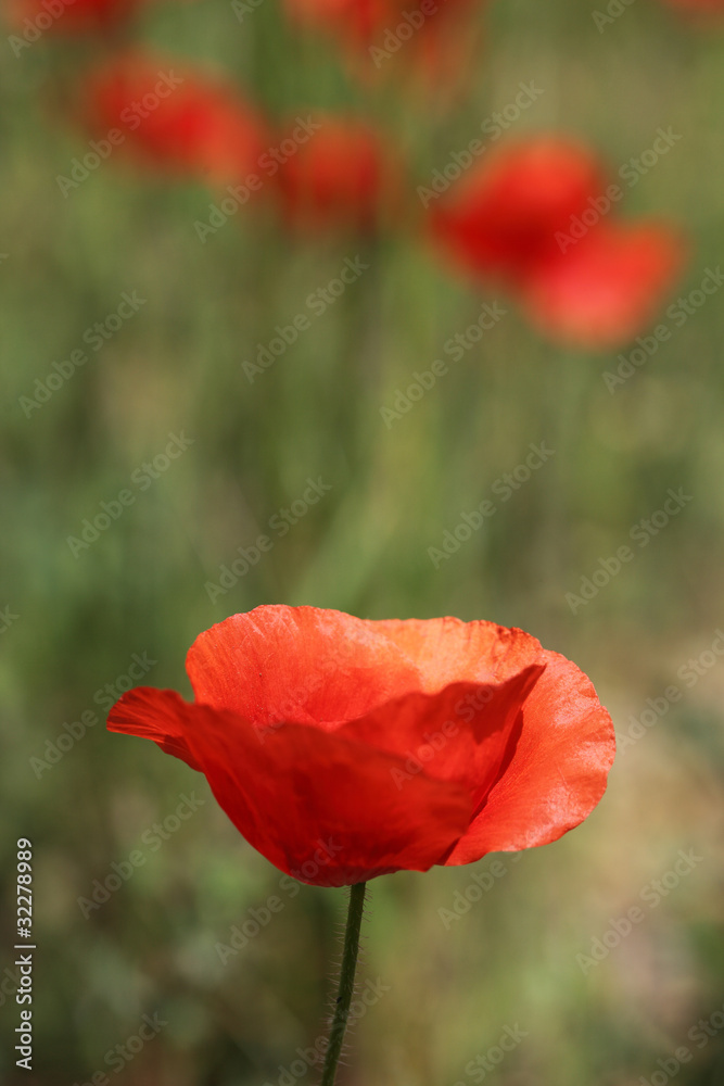 Naklejka premium Coquelicot dans une prairie