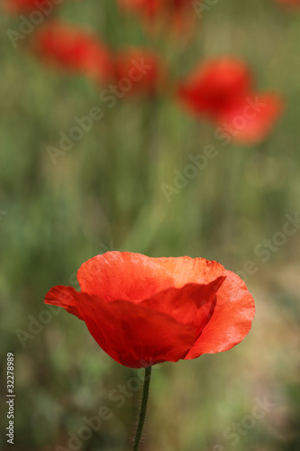 Coquelicot dans une prairie