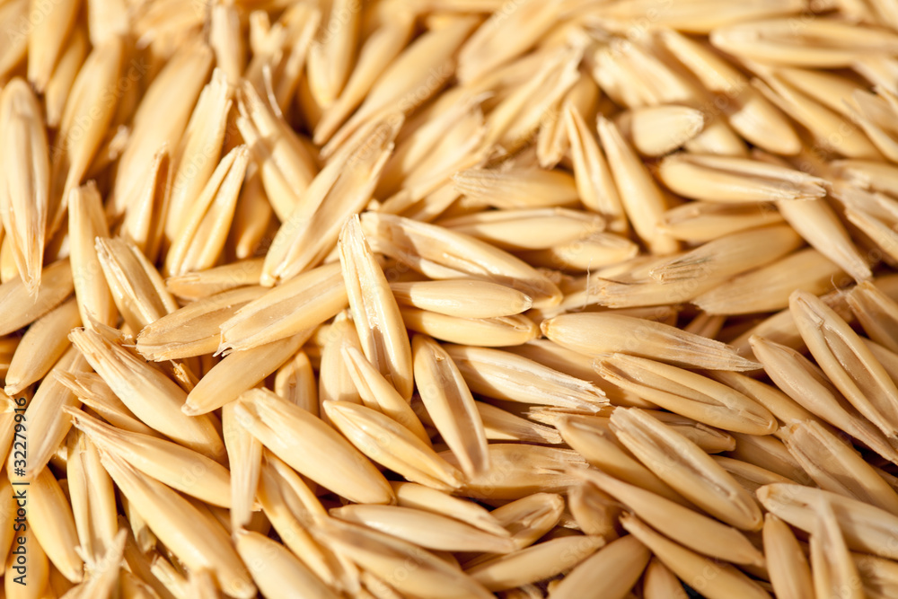 Seeds of oats Seeds of oats