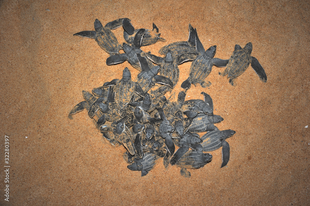 Fototapeta premium Leatherback sea turtle emergence
