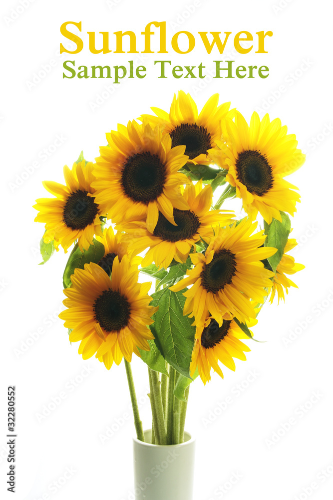 Obraz premium Sunflower