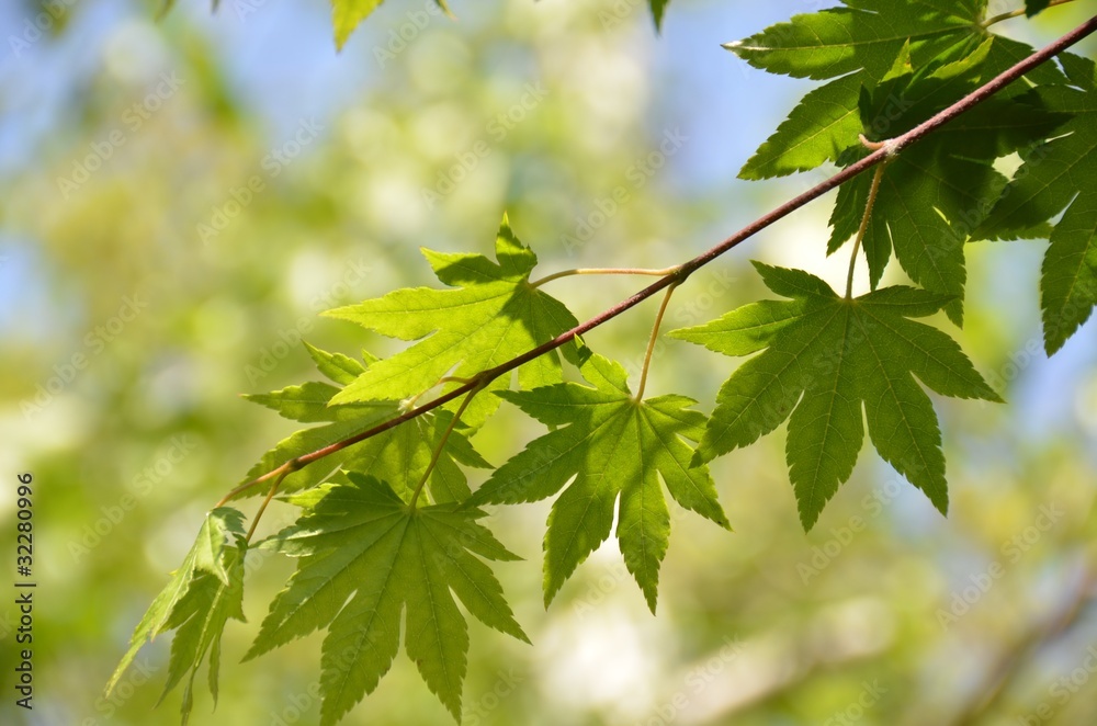 Fototapeta premium 新緑