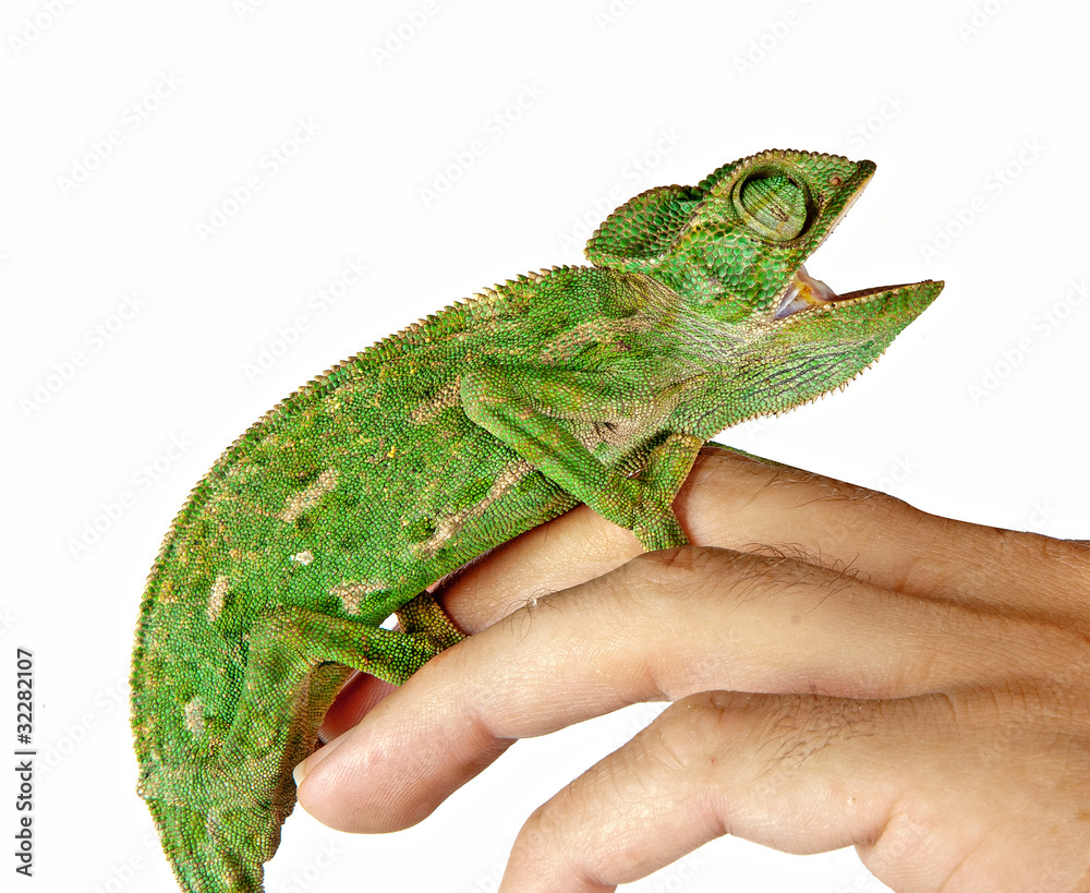 Naklejka premium Chameleon on hand
