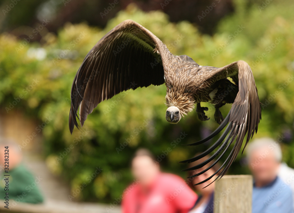 Fototapeta premium Close up of a Grffon Vulture in flight over a crowd