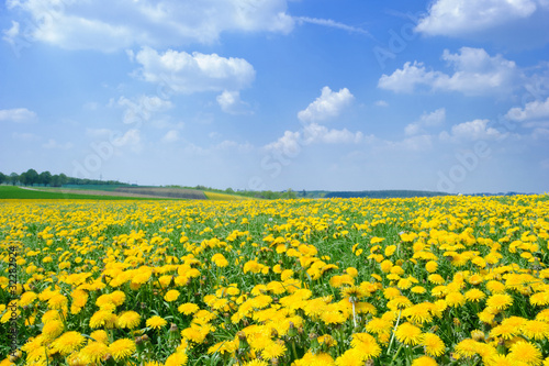 Field of dandelions and blue sky