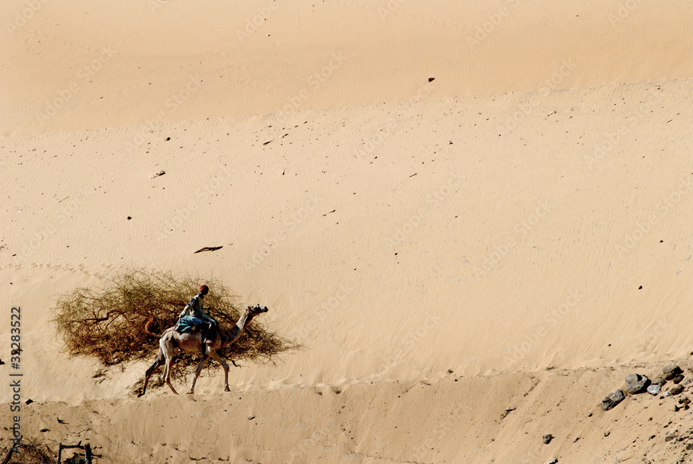 Camels on the banks of the Nile River in Egypt Camels on the banks of the Nile River in Egypt