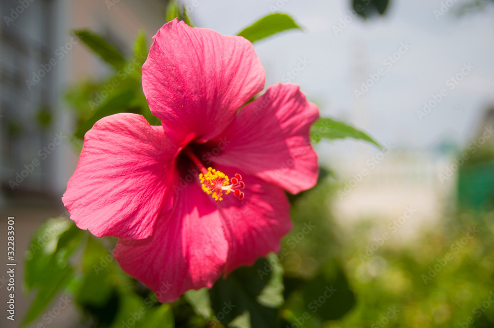 Fototapeta premium red flower