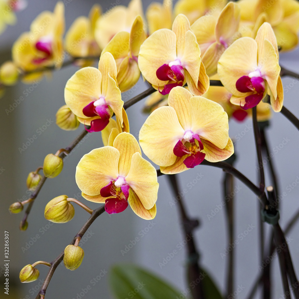 Beautiful yellow orchid  - phalaenopsis - obrazy, fototapety, plakaty 