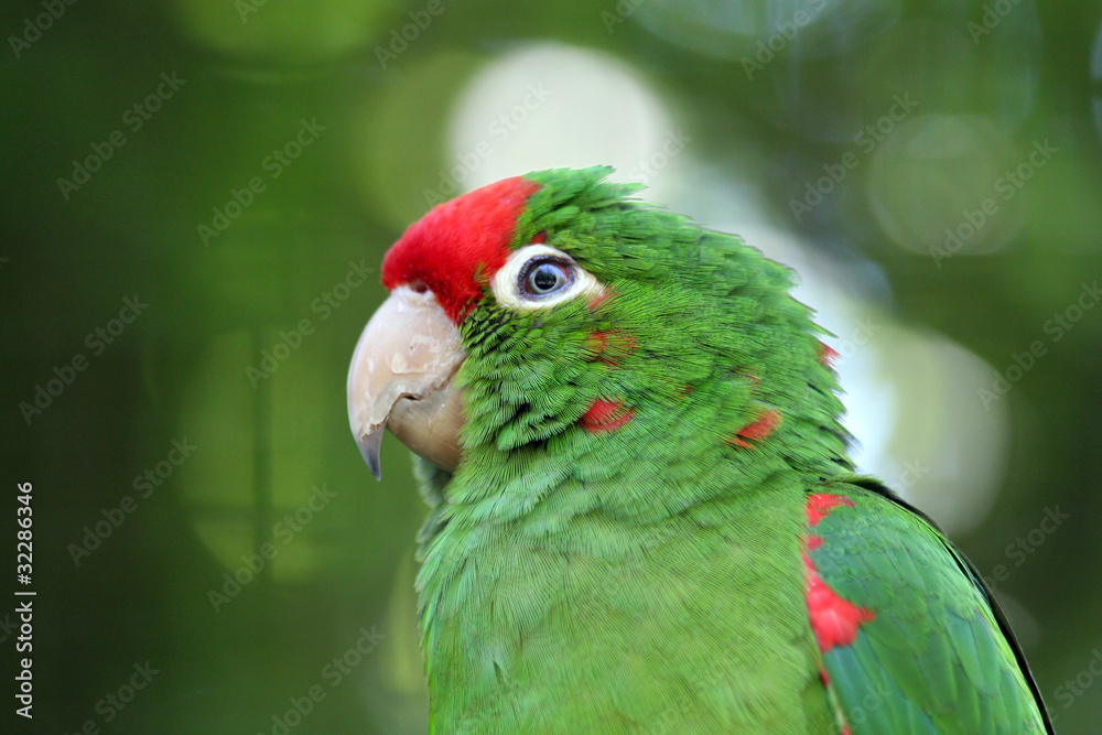 Obraz premium green love bird