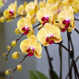 Beautiful yellow orchid  - phalaenopsis