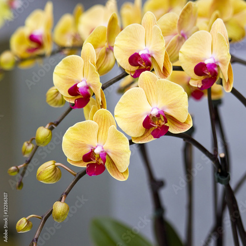 Beautiful yellow orchid  - phalaenopsis