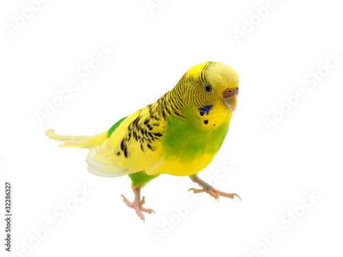 budgies on a white background