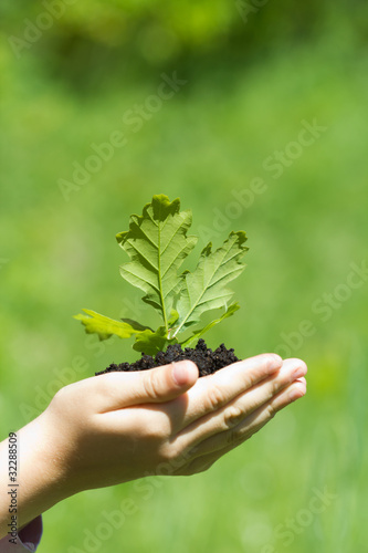 plant in the hand