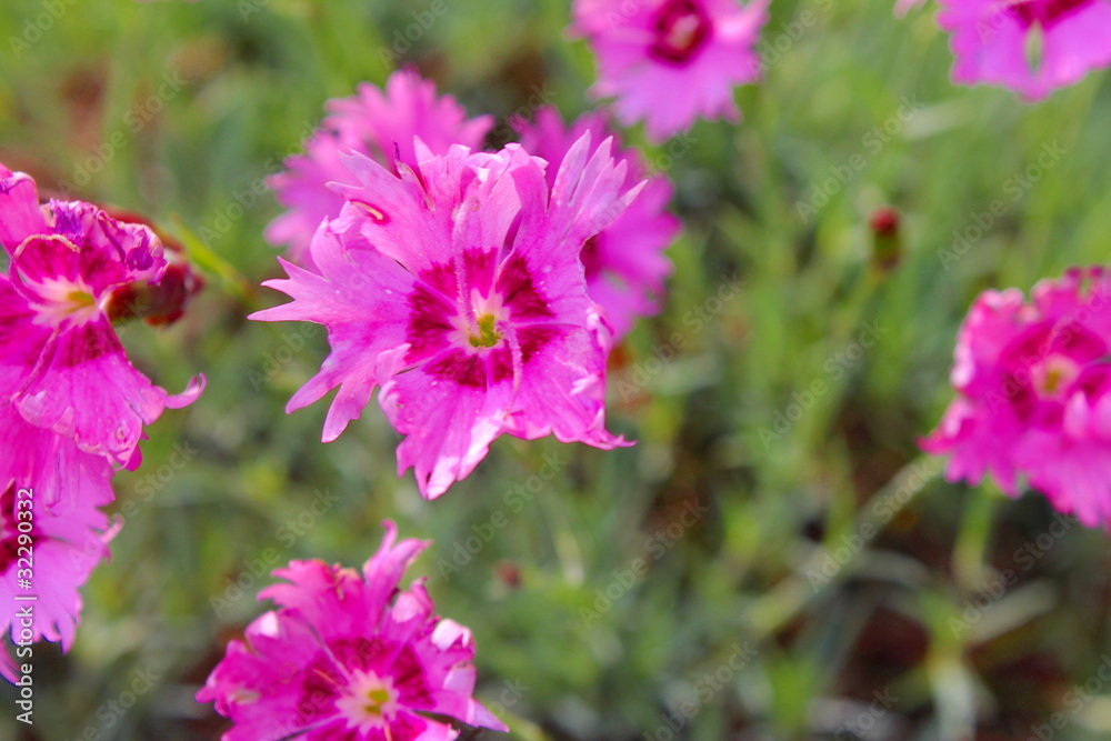 Obraz premium ピンクのナデシコ