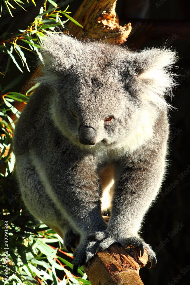 Naklejka premium Koala in Australia
