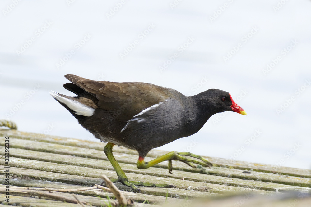 Gallinula chloropus - Gallinule poule d'eau - Common Moorhen Gallinula chloropus - Gallinule poule d'eau - Common Moorhen