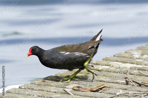 Tableau sur toile Gallinula chloropus - Gallinule poule d'eau - Common Moorhen