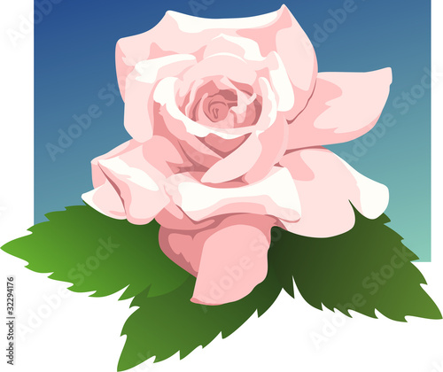 Sheer Bliss specialty rose