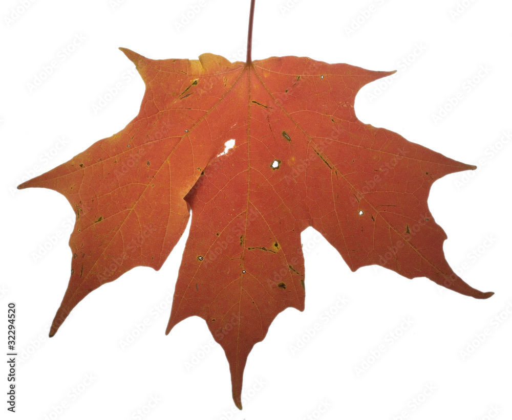 Naklejka premium Isolated autmn leaf