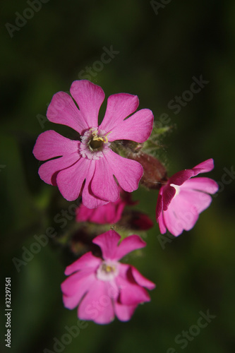 campion