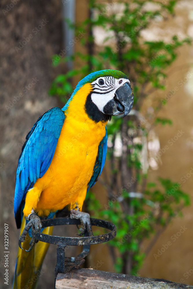 Blue and Yellow Macaw