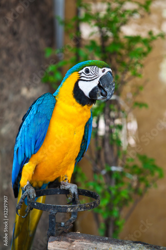 Blue and Yellow Macaw