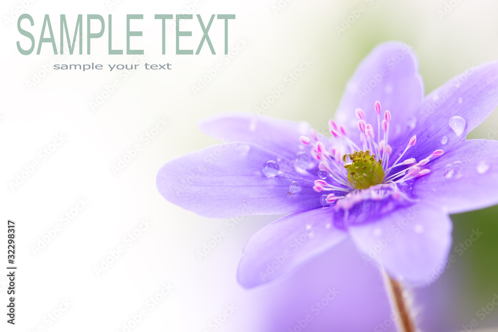 wood violet flower